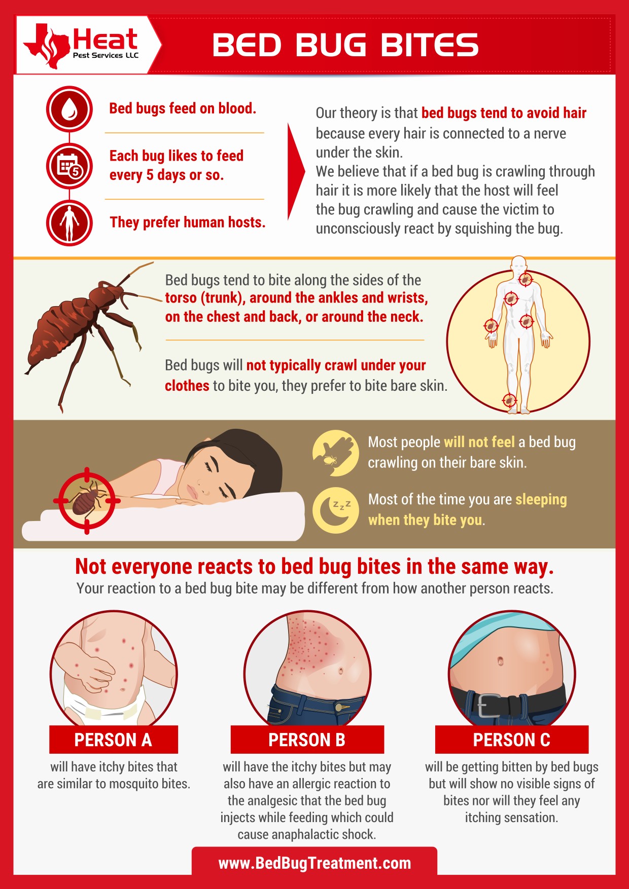 infographic about bed bug bites in san antonio