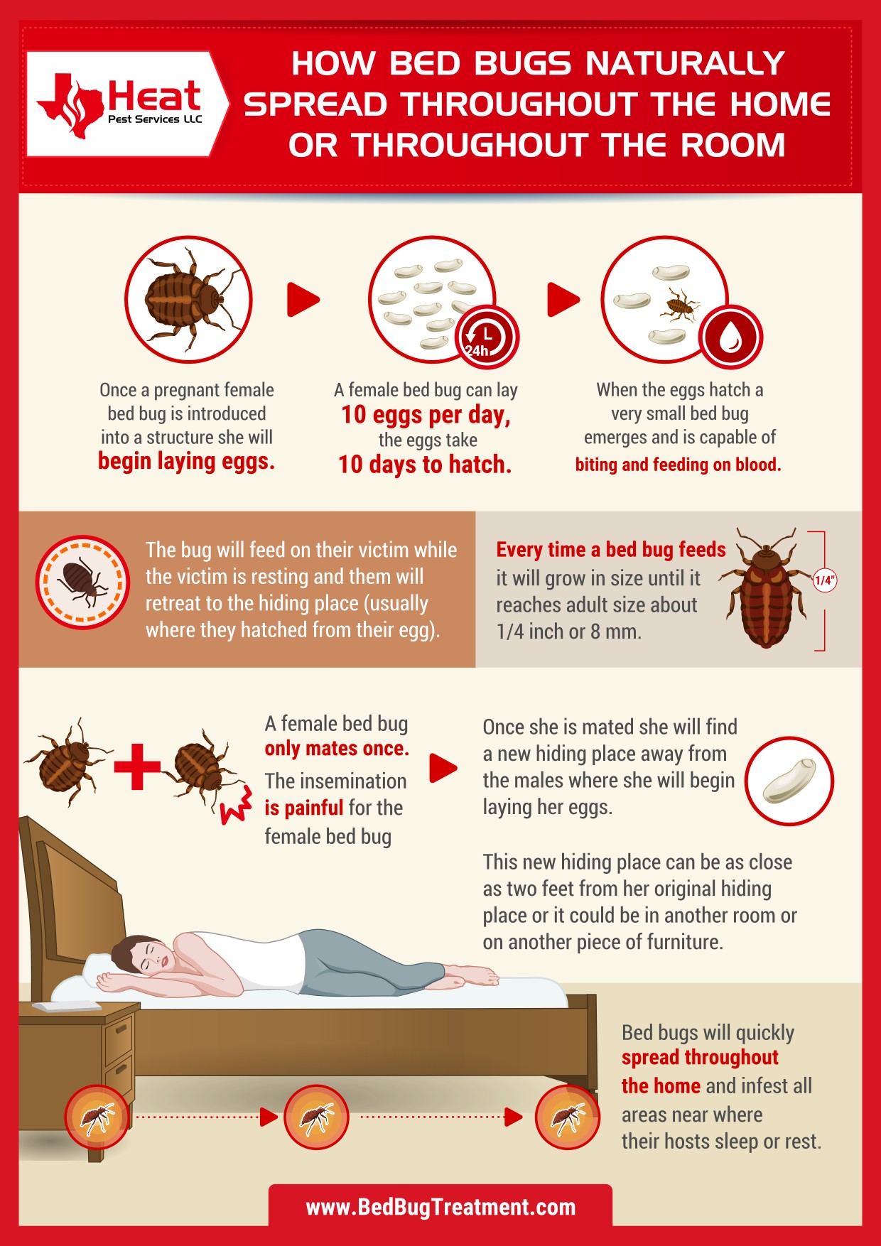 infographic about how bed bugs spread in San antonio homes